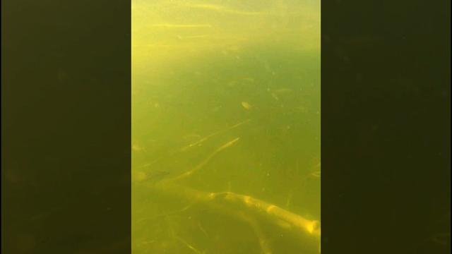 Крупная сорога под водой в таёжном озере #тайга #gopro #сорога #рыбалка #плотва #фидер #вобла #рфба Крупная сорога под водой в таёжном озере #тайга #gopro #сорога #рыбалка #плотва #фидер #вобла #рфба