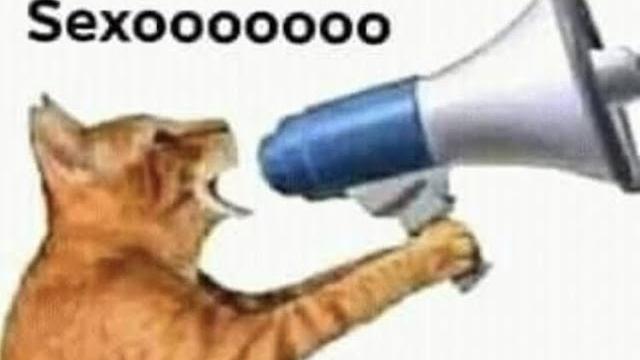 Cat of the sex Cat of the sex