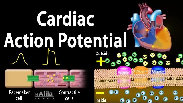 Cardiac action potential, animation. Cardiac action potential, animation.