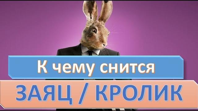 К чему снится заяц (кролик) | сонник К чему снится заяц (кролик) | сонник