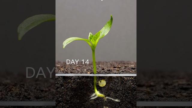 Growing red bell pepper plant - time lapse Growing red bell pepper plant - time lapse
