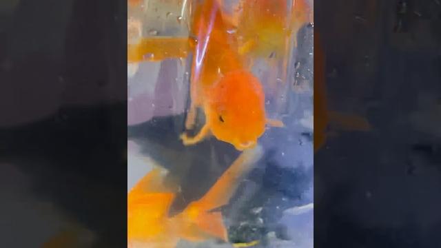 Orenda #blackkoi #blackkoifish #koi #orenda #redcap #sheelafishhouseagra #ronakasija #fishaquarium Orenda #blackkoi #blackkoifish #koi #orenda #redcap #sheelafishhouseagra #ronakasija #fishaquarium