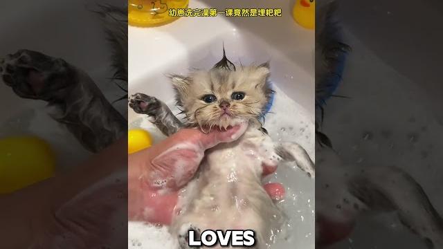Mom washing the cute cat Mom washing the cute cat