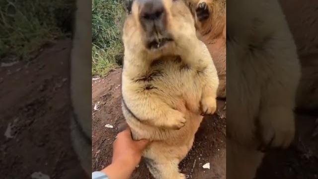 Руками не трогать Руками не трогать