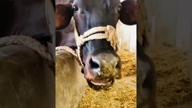 Beautiful cows #cow #pakistan #animals #foryou #shorts #fyp #reels #farming #birds #shortvideo Beautiful cows #cow #pakistan #animals #foryou #shorts #fyp #reels #farming #birds #shortvideo