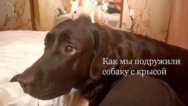 Как мы подружили собаку с крысой Как мы подружили собаку с крысой