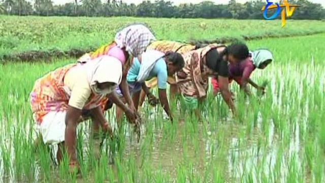 Weed management in paddy nurseries and main field Weed management in paddy nurseries and main field