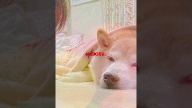 The real life doge is dying #shorts The real life doge is dying #shorts