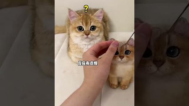 【牛奶是只猫】猫毛出在猫身上 【牛奶是只猫】猫毛出在猫身上