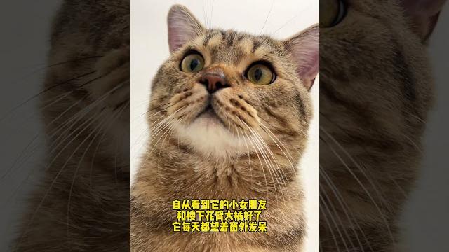 我也不知道该怎么安慰他了 #这小猫谁养谁不迷糊啊 #小猫咪能有什么坏心眼 我也不知道该怎么安慰他了 #这小猫谁养谁不迷糊啊 #小猫咪能有什么坏心眼