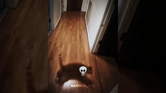 Cats drift #cats #drift #viralshorts #kamriyaxxx Cats drift #cats #drift #viralshorts #kamriyaxxx
