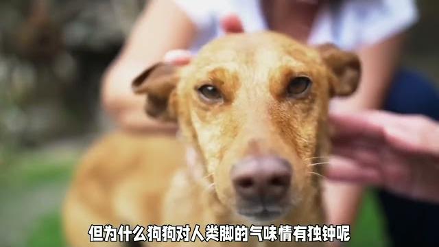 狗狗喜欢舔脚是一种表达爱和亲密行为,而不是因为脚臭。 狗狗喜欢舔脚是一种表达爱和亲密行为,而不是因为脚臭。