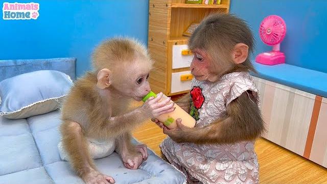 Bibi helps dad cook breakfast for baby monkey obi Bibi helps dad cook breakfast for baby monkey obi