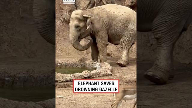 Elephant saves-drowning gazelle #memes Elephant saves-drowning gazelle #memes