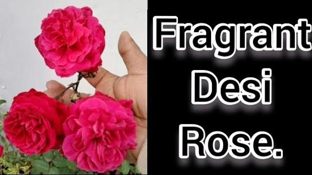 Fragrant desi rose/#short Fragrant desi rose/#short