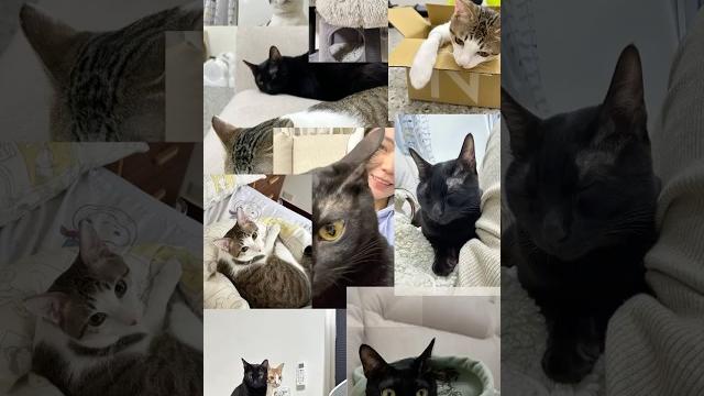 祝尤加利跟蛤蜊生日快樂#cat #cute #貓咪日常 祝尤加利跟蛤蜊生日快樂#cat #cute #貓咪日常