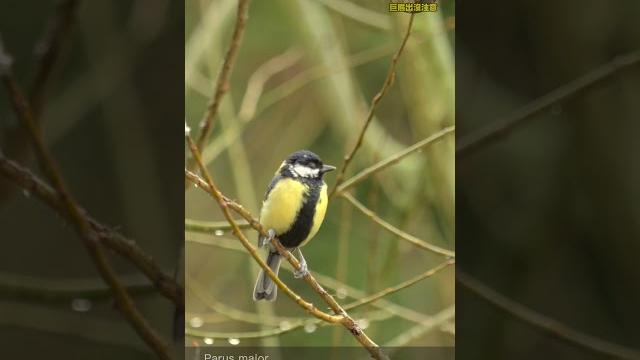 Great tit 歐亞大山雀 (parus major) Great tit 歐亞大山雀 (parus major)
