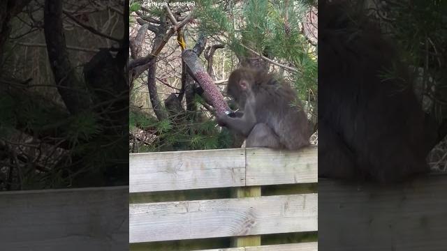 Monkey roams yard after escaping wildlife park Monkey roams yard after escaping wildlife park