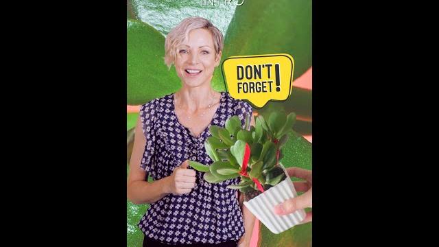 Why people love ️ jade plants?🪴 #shorts part 1 Why people love ️ jade plants?🪴 #shorts part 1
