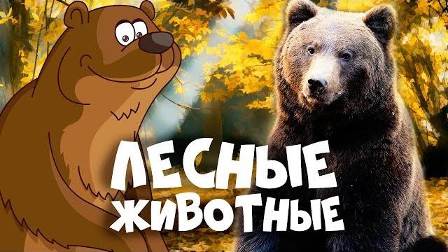 Лесные животные для детей - развивающие мультики про животных Лесные животные для детей - развивающие мультики про животных