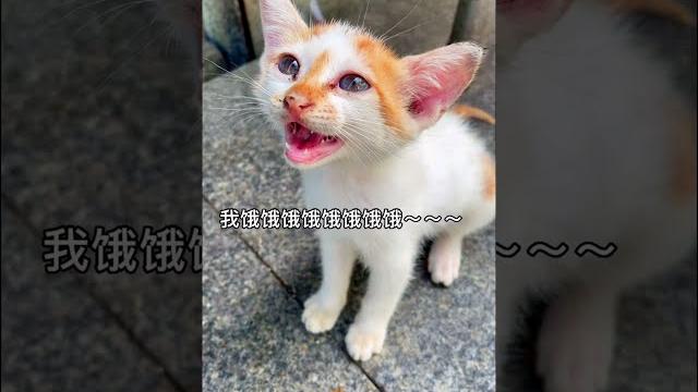 小奶貓餓了~把我叫得不知所措了~ 小奶貓餓了~把我叫得不知所措了~