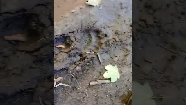 Следы медведя #nature #прогулкавлесу Следы медведя #nature #прогулкавлесу