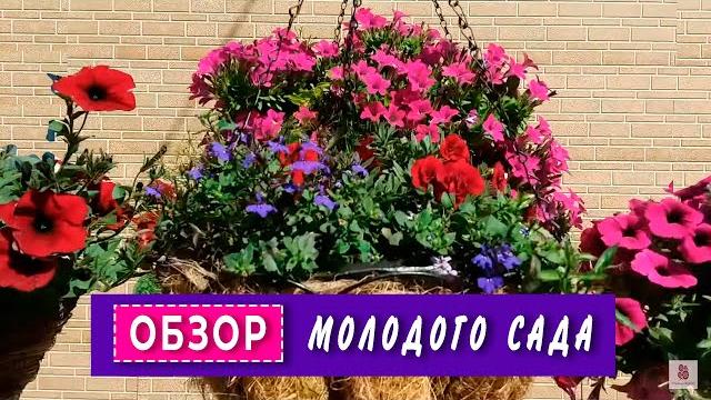 Молодой сад хозяйки канала “цветули у светули” Молодой сад хозяйки канала “цветули у светули”