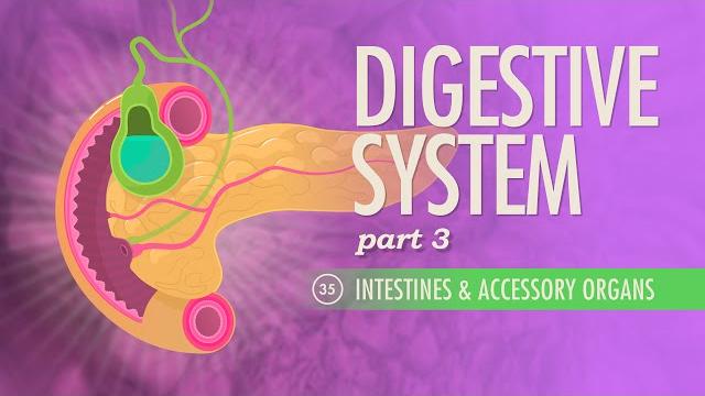 Digestive system, part 3: crash course anatomy & physiology #35 Digestive system, part 3: crash course anatomy & physiology #35