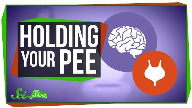 What happens when you hold your pee? What happens when you hold your pee?