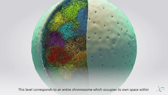 The 3d organization of our genome: now corrected on https://www.youtube.com/watch?v=pl44jja--2k The 3d organization of our genome: now corrected on https://www.youtube.com/watch?v=pl44jja--2k