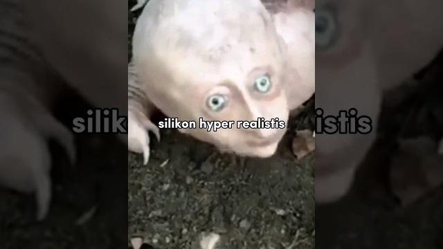 Hyper armadillo : makhluk mengerikan yang katanya menyerang petani di india #lethologicaman Hyper armadillo : makhluk mengerikan yang katanya menyerang petani di india #lethologicaman