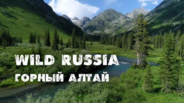 Дикая природа россии. горный алтай. катунский заповедник. золотой корень. хариус. марал. кабарга. Дикая природа россии. горный алтай. катунский заповедник. золотой корень. хариус. марал. кабарга.