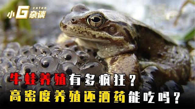 牛蛙养殖到底有多疯狂?高密度养殖还洒药,真能放心吃吗? 牛蛙养殖到底有多疯狂?高密度养殖还洒药,真能放心吃吗?