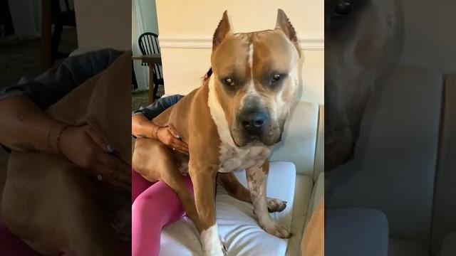 Big pitbull dog #shorts #youtubeshorts #animals Big pitbull dog #shorts #youtubeshorts #animals