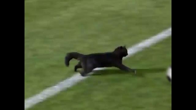 Black cat runs on field and scores a goal Black cat runs on field and scores a goal