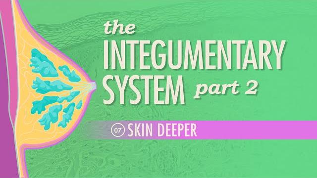 The integumentary system, part 2 - skin deeper: crash course anatomy & physiology #7 The integumentary system, part 2 - skin deeper: crash course anatomy & physiology #7
