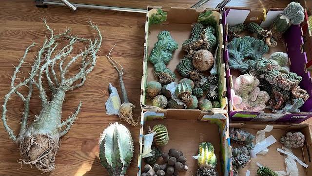 3/25 ytali imported: adenia glauca, spinosa, blue crested,copiapoa, stellata,pachypodium saundersii 3/25 ytali imported: adenia glauca, spinosa, blue crested,copiapoa, stellata,pachypodium saundersii