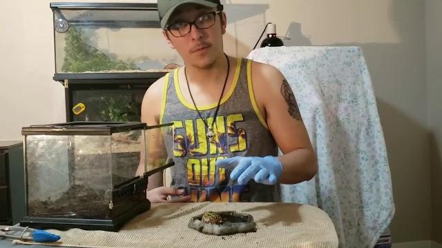 Reptile reveal Reptile reveal