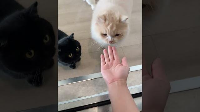 【#布丁仔和泡芙妹的一天】一定要看到最后,有反转!! #猛兽 #白虎 #反转 #中国功夫 【#布丁仔和泡芙妹的一天】一定要看到最后,有反转!! #猛兽 #白虎 #反转 #中国功夫