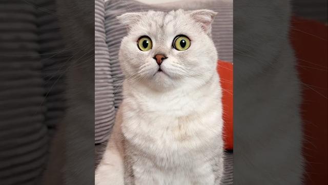Jingle bells #cat Jingle bells #cat