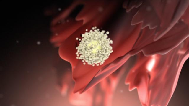 Ovulation - nucleus health Ovulation - nucleus health
