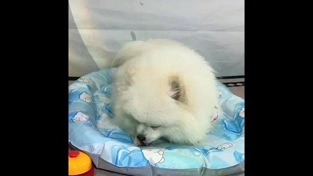 If your dog frequently gnaws and licks its feet, you should pay attention to it. this pet's toe spr If your dog frequently gnaws and licks its feet, you should pay attention to it. this pet's toe spr