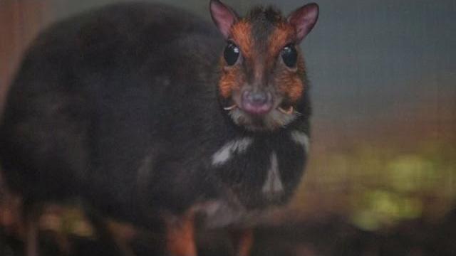 Rare philippine mouse deer born at uk zoo Rare philippine mouse deer born at uk zoo