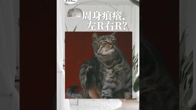 貓貓周身痕癢 左r右r?這東西幫到你! 貓貓周身痕癢 左r右r?這東西幫到你!