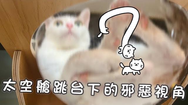 太空艙貓跳台下的邪惡視角隔著螢幕都能聞到肉球的香味|《家有六貓》 #小七 太空艙貓跳台下的邪惡視角隔著螢幕都能聞到肉球的香味|《家有六貓》 #小七