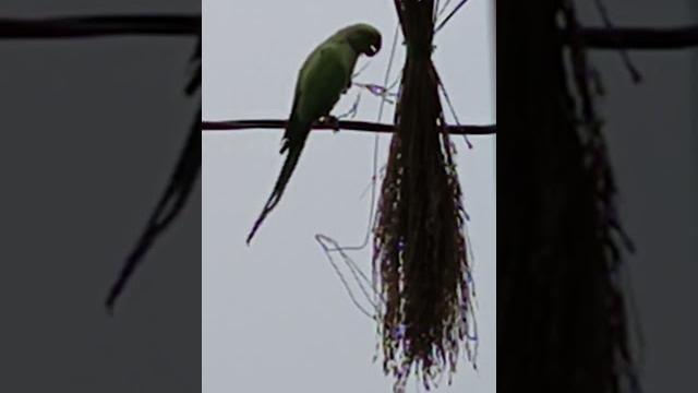 Parrot is very beautiful brod Parrot is very beautiful brod