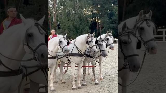 Орловские рысистые, квадрига, иваново поле Орловские рысистые, квадрига, иваново поле
