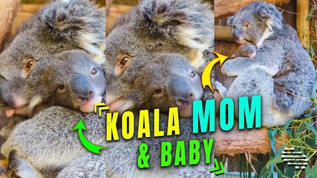 Koala mom hugging adorable baby Koala mom hugging adorable baby