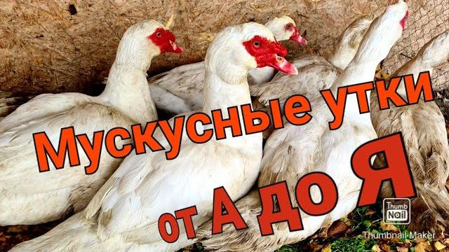 Всё о мускусных утках/тонкости разведение/кормление,инкубация,забой,условия содержания Всё о мускусных утках/тонкости разведение/кормление,инкубация,забой,условия содержания