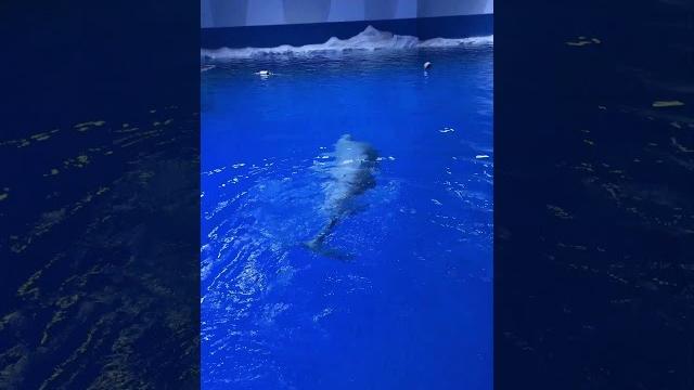 白鲸和我无障碍沟通!#白鲸 #海洋生物 #神奇动物在抖音 白鲸和我无障碍沟通!#白鲸 #海洋生物 #神奇动物在抖音
